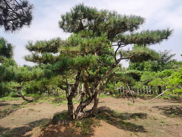 平顶松的生态魅力及其在园林绿化中的应用
